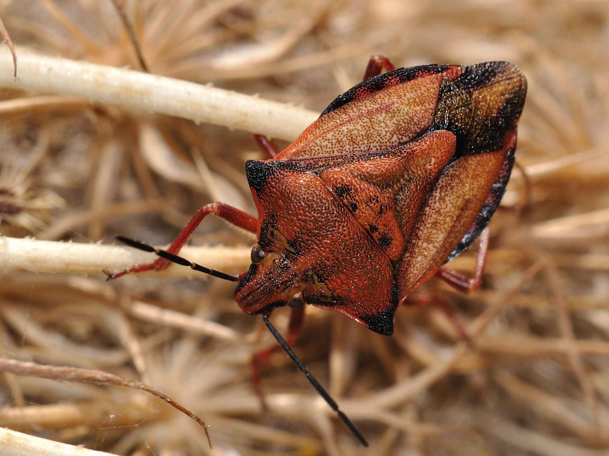 Pentatomidae - Carpocoris sp.